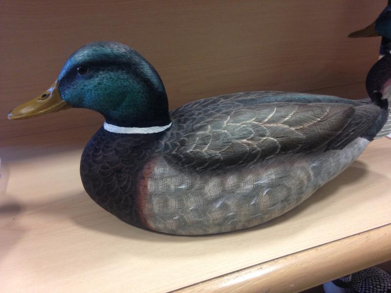 Large Mallard Duck