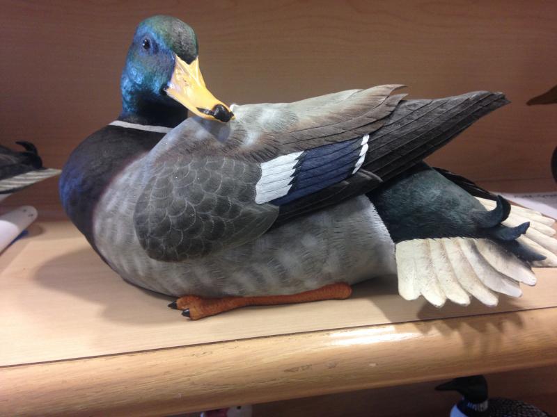preening mallard duck