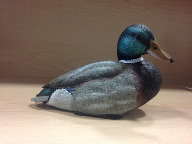med mallard duck