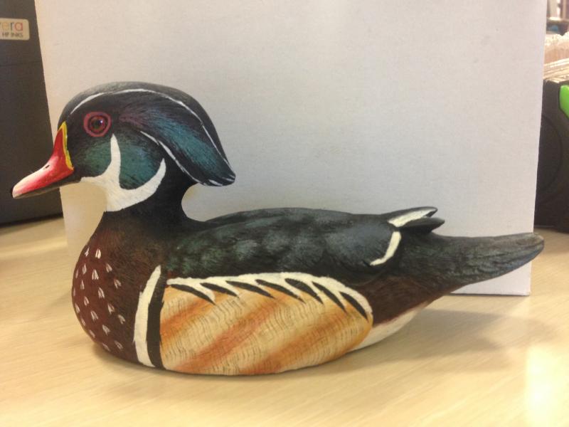 wood duck sm
